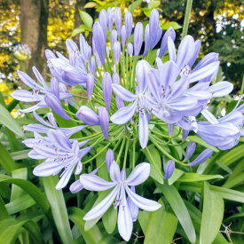 【アガパンサス属】オーシャンブルー（アフリカヌス）3.5号ポット※花色に濃淡がございます。