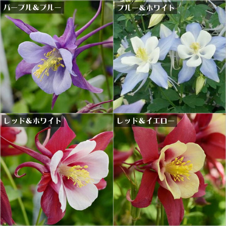 楽天市場 オダマキ属 アクレイギア アーリーバード3号ポット 産直花だん屋