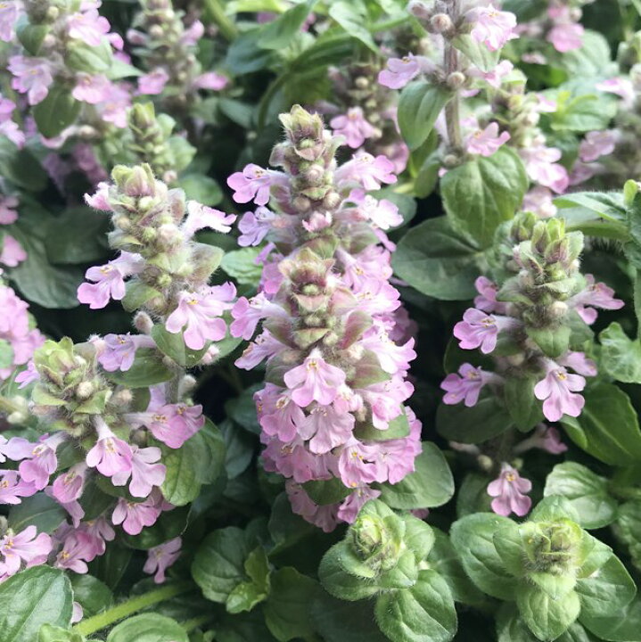 楽天市場 アジュガ属 アジュガピンクビューティー 緑葉ピンク花 3 5号ポット 産直花だん屋 楽天市場 アジュガ属 アジュガピンクビューティー 緑葉ピンク花 3 5号ポット 産直花だん屋