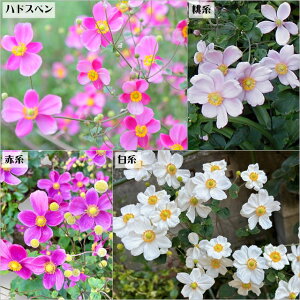 yAllzHe@d炫@3|bg