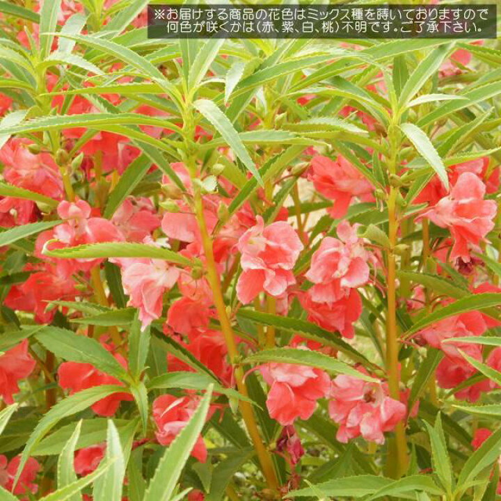 楽天市場 インパチェンス属 ホウセンカ3号ポット 産直花だん屋