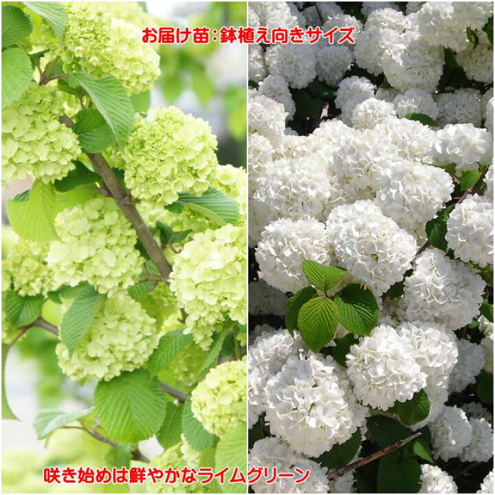 楽天市場 ガマズミ属 オオデマリ白花 5号ポット 産直花だん屋