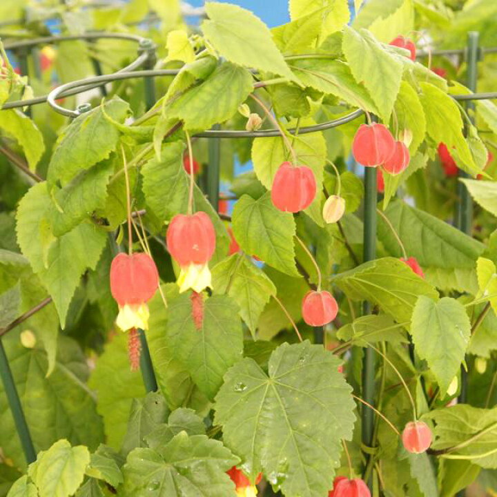 楽天市場 アブティロン属 チロリアンランプ 3号ポット 産直花だん屋 楽天市場 アブティロン属 チロリアンランプ 3号ポット 産直花だん屋