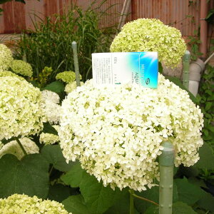 yAWTCzA{bZX AixzCg4|bg