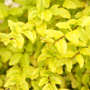 yC{^mLzvybgCNbp[Y@3.5L|bg