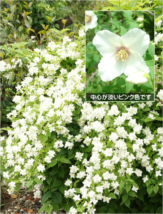 楽天市場 バイカウツギ属 バイカウツギベルエトワール 4 5号ポット 産直花だん屋