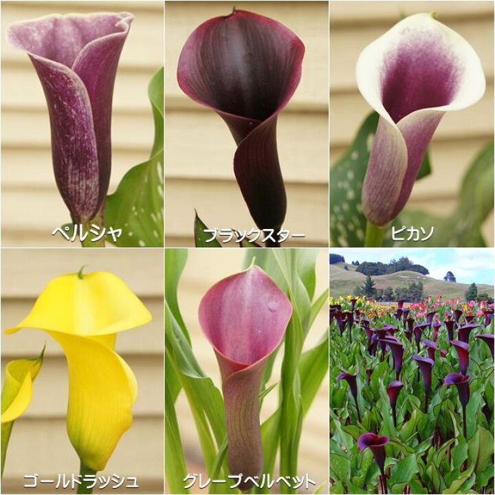 楽天市場 オランダカイウ属 カラー 4 5号鉢 産直花だん屋