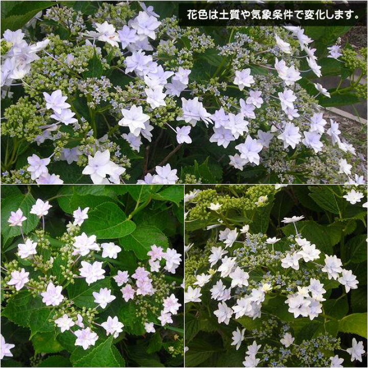 楽天市場 アジサイ属 隅田の花火大株6号ポット 切り戻し済み苗 産直花だん屋 楽天市場 アジサイ属 隅田の花火大株6号ポット 切り戻し済み苗 産直花だん屋