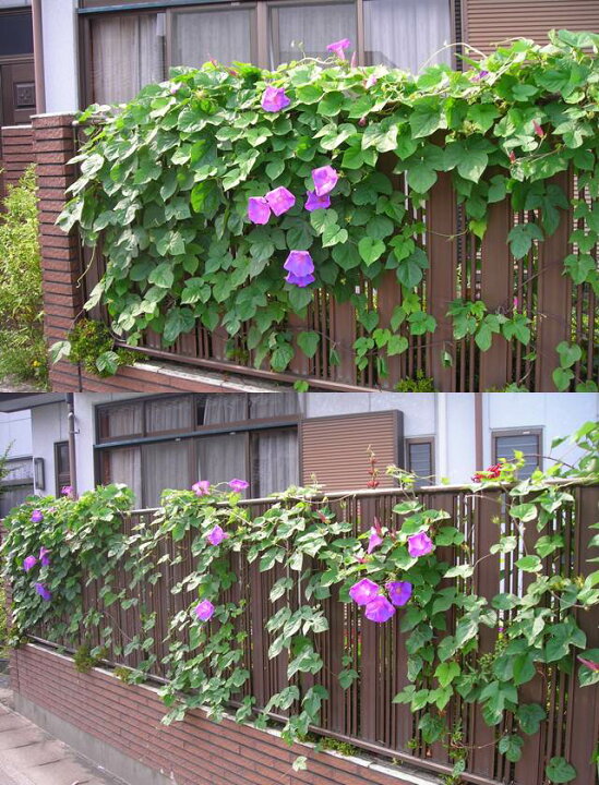 楽天市場 イポメア属 宿根アサガオ 琉球アサガオ 3 5号ポット 産直花だん屋