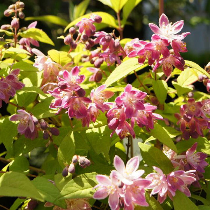 楽天市場】【ウツギ属】紅花バイカウツギ マギジェン 3.5号ポット 