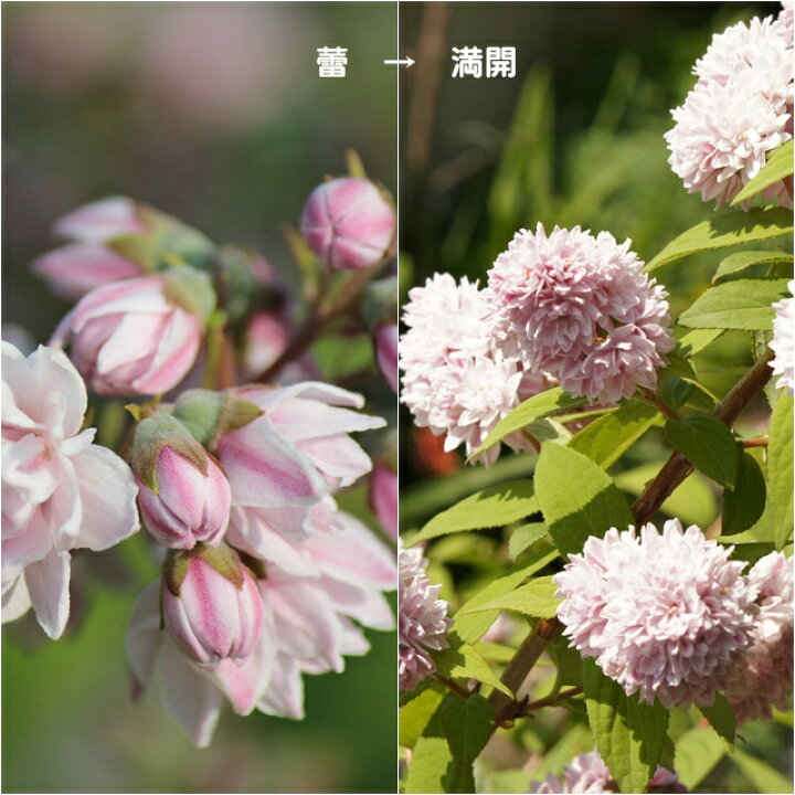 楽天市場 ウツギ属 ピンクポンポン 3号ポット 産直花だん屋