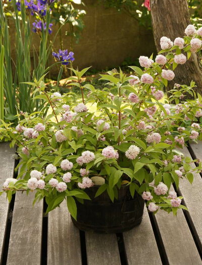 楽天市場 ウツギ属 ピンクポンポン 3号ポット 産直花だん屋