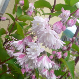 楽天市場 ウツギ ピンクの通販