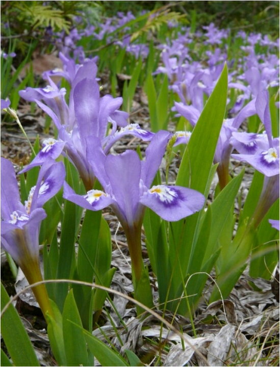 楽天市場 アヤメ属 三寸アヤメ 3号ポット 産直花だん屋