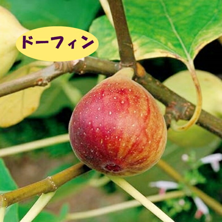 楽天市場 イチジク属 ドーフィン 挿し木苗 4号llポット 産直花だん屋
