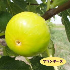 楽天市場 イチジク 品種 フランダースの通販