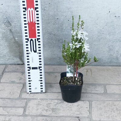 楽天市場 エリカ属 エリカ c ホワイトデライト3号ポット 産直花だん屋 楽天市場 エリカ属 エリカ c ホワイトデライト3号ポット 産直花だん屋
