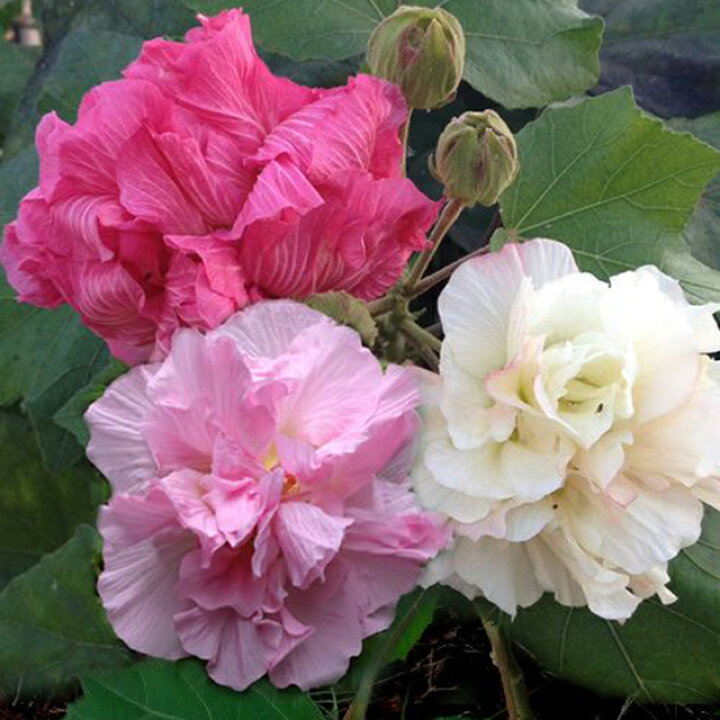 楽天市場 フヨウ属 薬玉酔芙蓉 クスダマスイフヨウ 4号ポット 産直花だん屋 楽天市場 フヨウ属 薬玉酔芙蓉 クスダマスイフヨウ 4号ポット 産直花だん屋