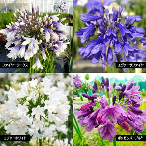 yAKpTXzAKpTX G@[V[Y3.5|bg@o^i