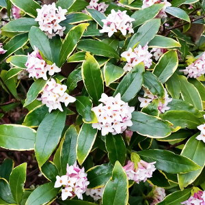 yW`EQzԁIց@ԉԁ@4.5|bg