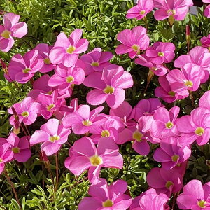 【オクサリス属】オキザリス桃の輝き 3号ポット(球根性宿根草)