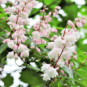 �y�E�c�M���z�X�сi�T���T�j�E�c�M3��L�|�b�g