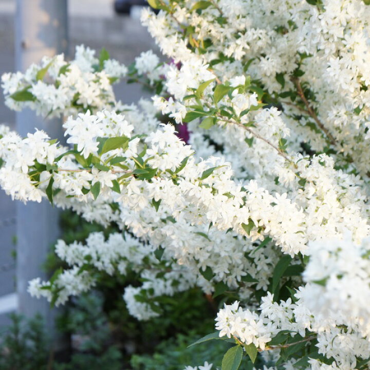 楽天市場 ウツギ属 姫ウツギ卯の花白花 3号ポット 産直花だん屋
