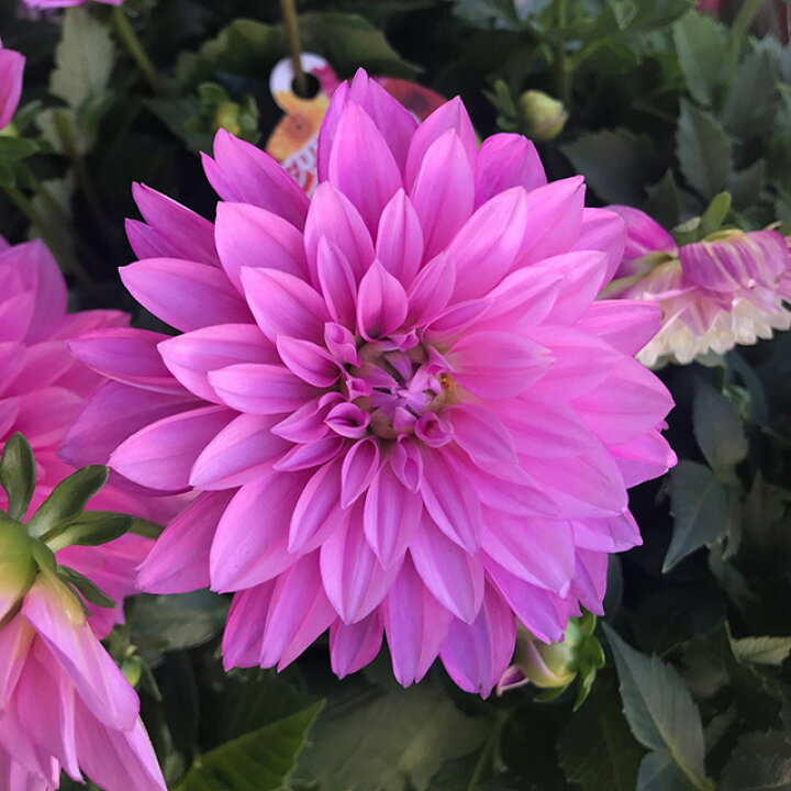 楽天市場 ダリア属 ダリアダリーナマキシ Pvp5号プラ鉢 産直花だん屋