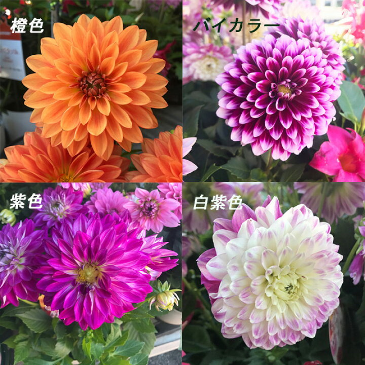 楽天市場 ダリア属 ダリアダリーナマキシ Pvp5号プラ鉢 産直花だん屋 楽天市場 ダリア属 ダリアダリーナマキシ Pvp5号プラ鉢 産直花だん屋