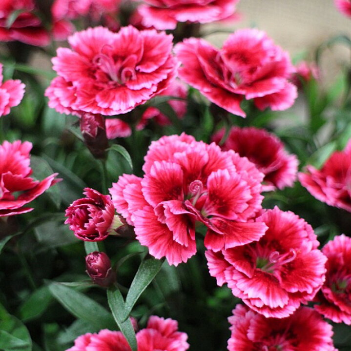 楽天市場 ナデシコ属 四季咲きナデシコ常夏フォエバーカルメン3 5号ポット 産直花だん屋 楽天市場 ナデシコ属 四季咲きナデシコ常夏フォエバーカルメン3 5号ポット 産直花だん屋