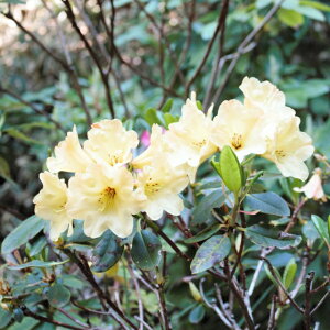 yccWzmΓԃTtNC[@4.5|bg