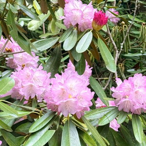 yccWzN|{ImΓԃX[p[[fB[V[YpgVA3.5|bg