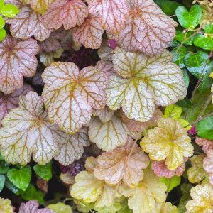 yc{TSzq[PizwCj3|bg33CZbgitF͂CƂȂ܂j