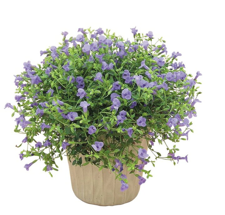 楽天市場 ツルウリクサ属 トレニアカタリーナ3号ポット 産直花だん屋