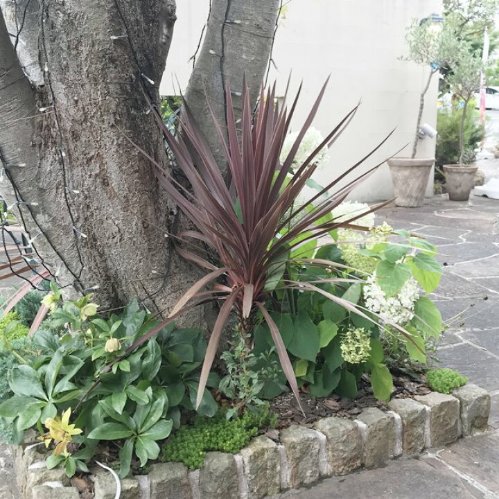 楽天市場 ドラセナ属 コルジリネaレッドスター5号硬質ポット 産直花だん屋