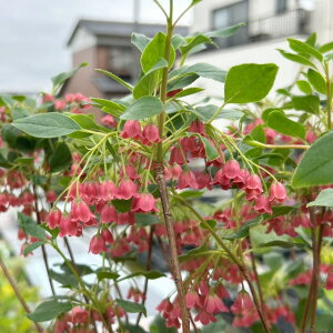 �y�h�E�_���c�c�W���z�g�X�уh�E�_���c�c�W3.5���|�b�g