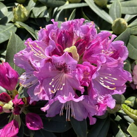 【ツツジ属】メリクロン培養！西洋石楠花スーパーローディーシリーズパープルドーム3.5号Lポット