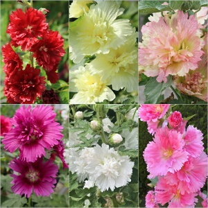 y^`AICzAZAXvOZueB[Y3|bgiʖzzbNjiϊNj