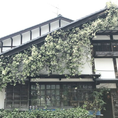 楽天市場 テイカカズラ属 香りテイカカズラスタージャスミン3号ポット 産直花だん屋