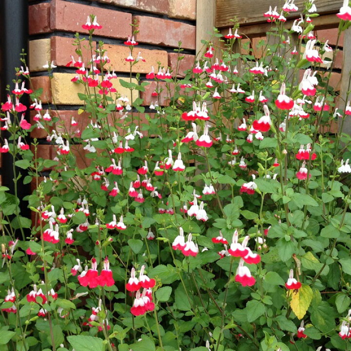 楽天市場 サルビア属 チェリーセージホットリップ3 5号ポット 産直花だん屋