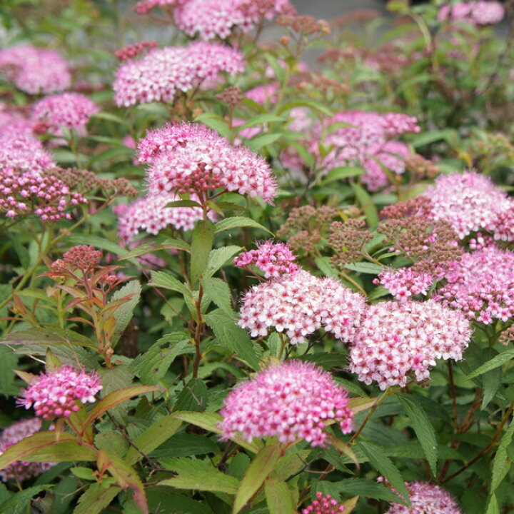 楽天市場 シモツケ属 シモツケ4 5号ポット 産直花だん屋