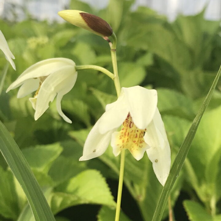 楽天市場 シラン属 黄花シラン 黄花 3号lポット 産直花だん屋