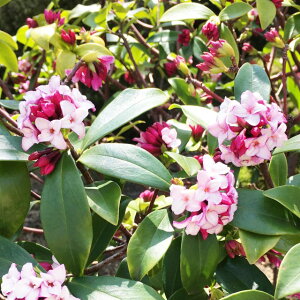 yW`EQzԁIԉԁ@4.5|bg