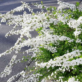 【シモツケ属】ユキヤナギ（雪柳）白花 4・5・6号ポット