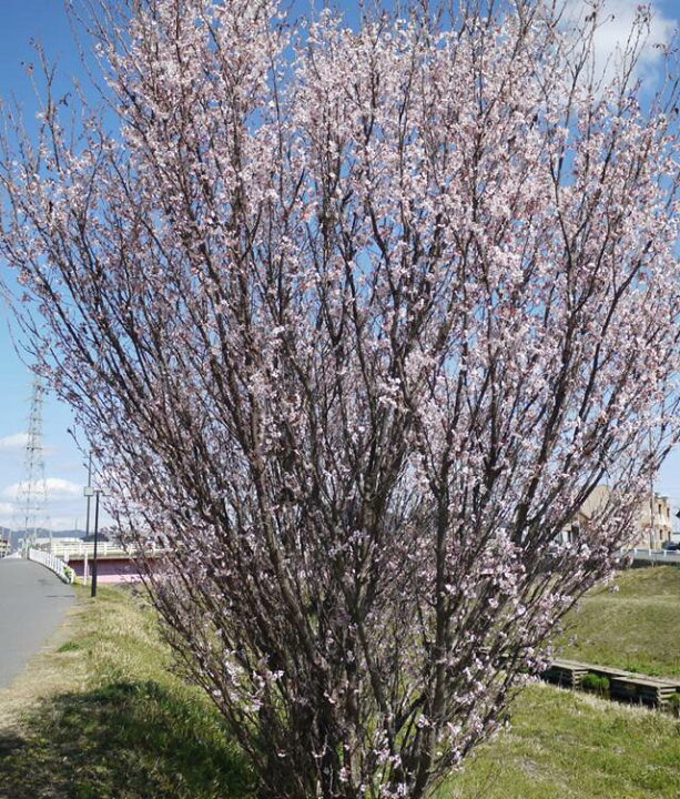 楽天市場 サクラ属 高性啓翁桜 ケイオウ 6号ポット接木苗 産直花だん屋
