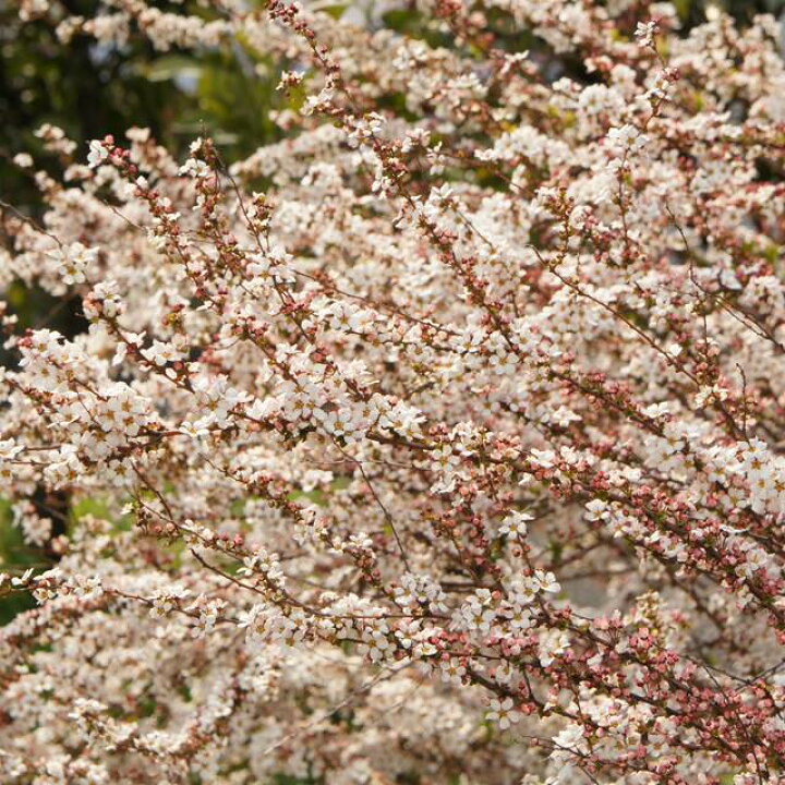 楽天市場 シモツケ属 ユキヤナギ 雪柳 ピンク花 4号ポット 産直花だん屋