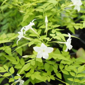 y\PCzWX~tBIiTCYC@3|bg