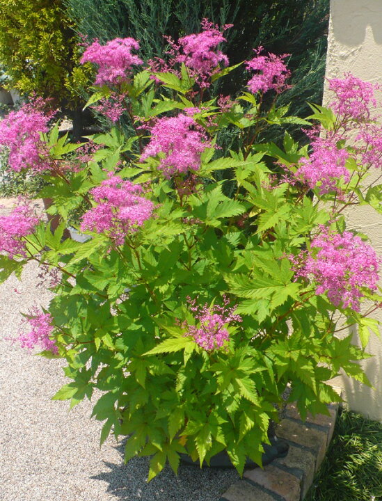 楽天市場 シモツケ属 キョウカノコ 京鹿の子 赤花4 5号ポット 産直花だん屋 楽天市場 シモツケ属 キョウカノコ 京鹿の子 赤花4 5号ポット 産直花だん屋