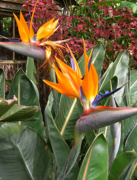 楽天市場 ストレリチア属 極楽鳥花 5号 産直花だん屋