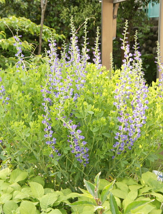 楽天市場 センダイハギ属 千代萩ムラサキセンダイハギ 3号ポット 産直花だん屋 楽天市場 センダイハギ属 千代萩ムラサキセンダイハギ 3号ポット 産直花だん屋